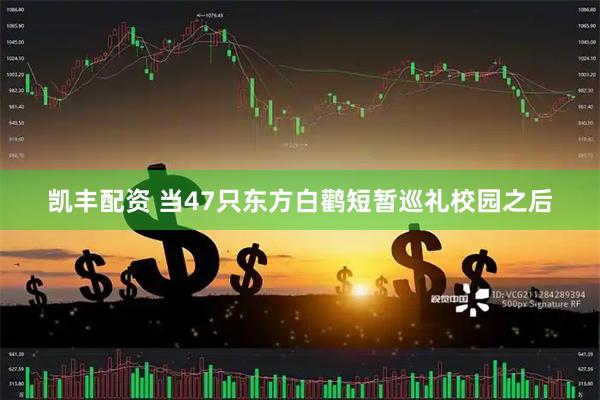 凯丰配资 当47只东方白鹳短暂巡礼校园之后
